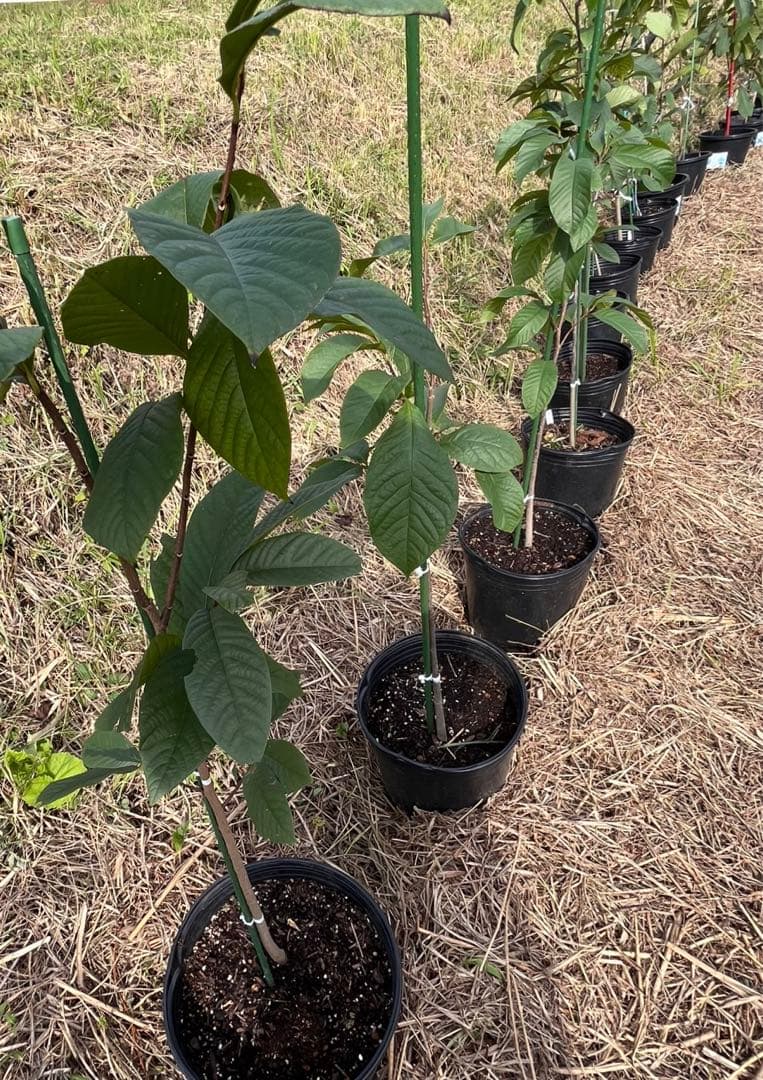 優秀ポポー 4年生(実生)苗木 1本　送料無料