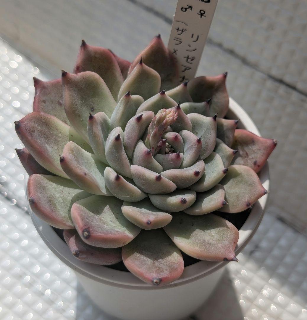 ぼのぼのさんCセット