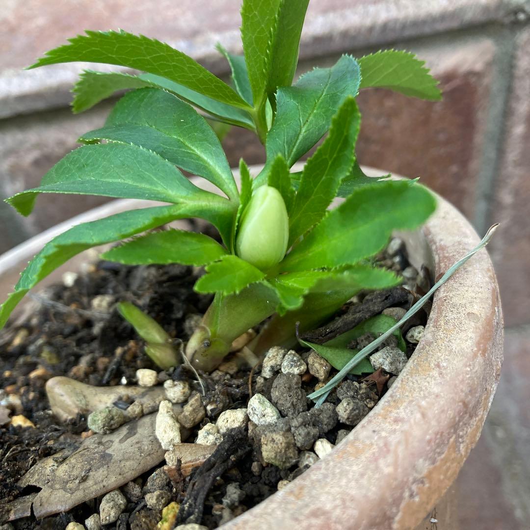 クリスマスローズ　極小輪豆咲き　白緑