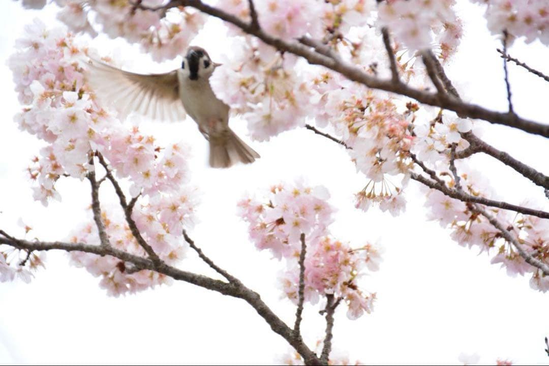 【出品者誕生日セール】 D5200 ダブルズームキット 9,600以下