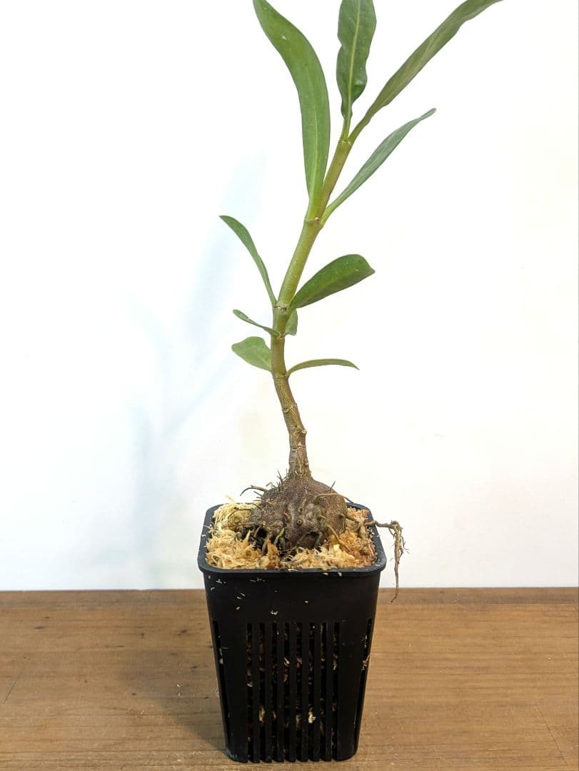 ミルメフィツム セレビクム ブキドノン マライバライ アリ植物