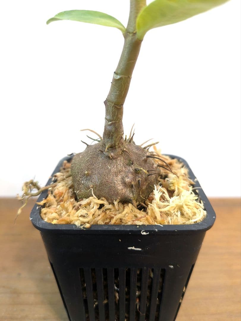 ミルメフィツム セレビクム ブキドノン マライバライ アリ植物