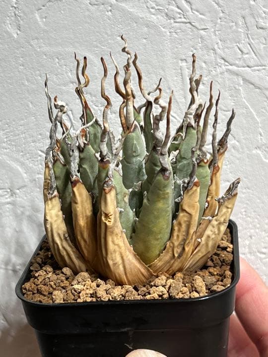 ◾️エボリスピナ陽炎③◾️エグいうねり 陽炎 発根済み