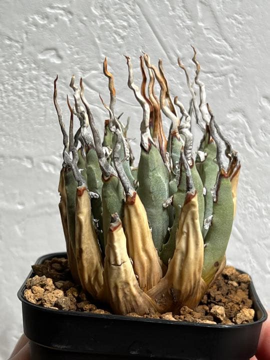 ◾️エボリスピナ陽炎③◾️エグいうねり 陽炎 発根済み