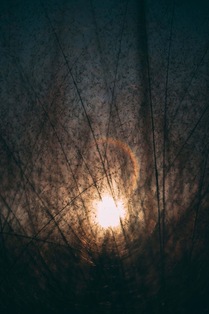 【フレア良好】Super Takumar 55mm f1.8 作例有り