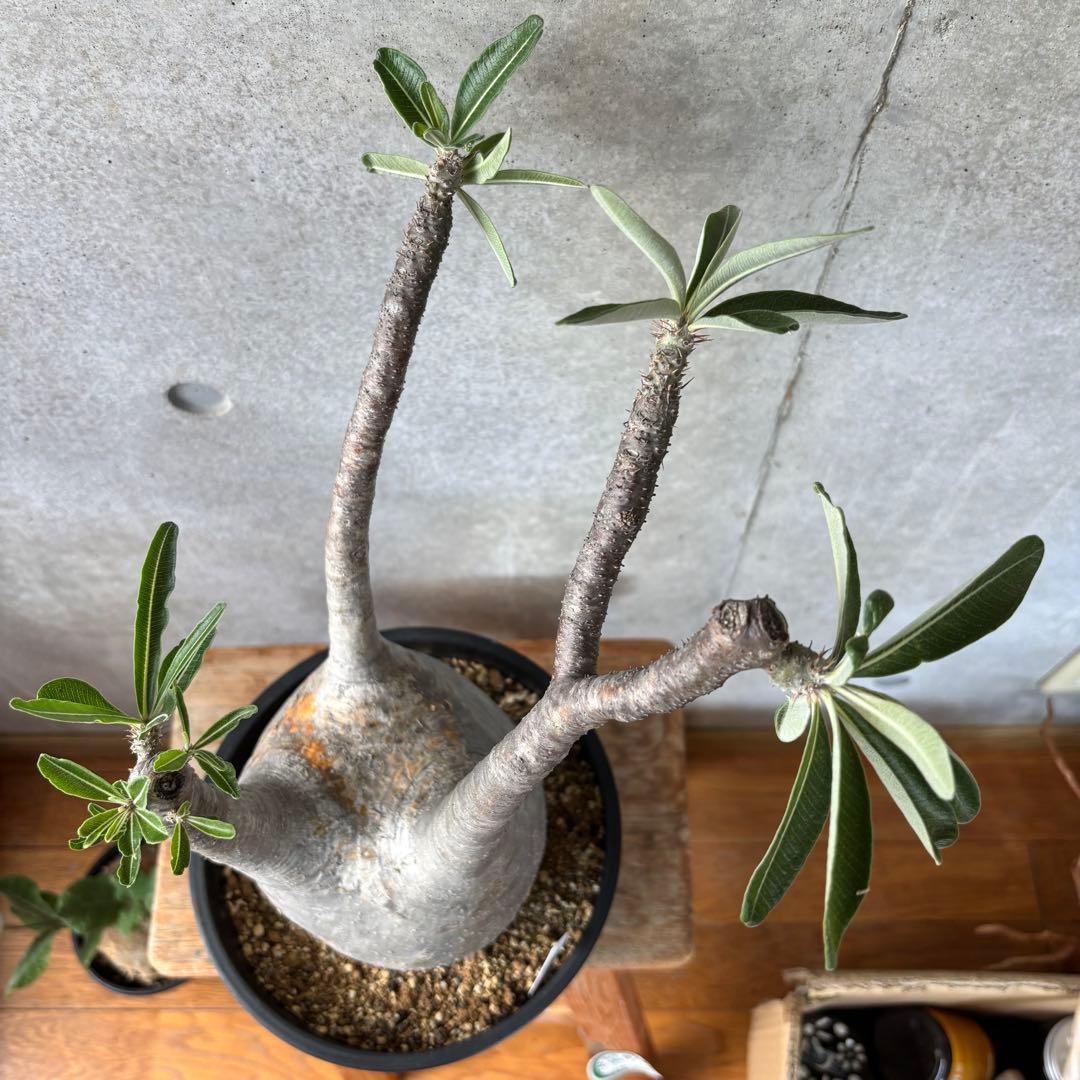 Masaさん専用グラキリス＋センナメリディオナリス