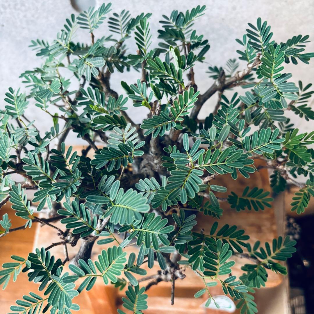 Masaさん専用グラキリス＋センナメリディオナリス