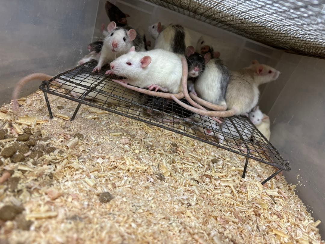 冷凍アダルトマウス ML 50匹