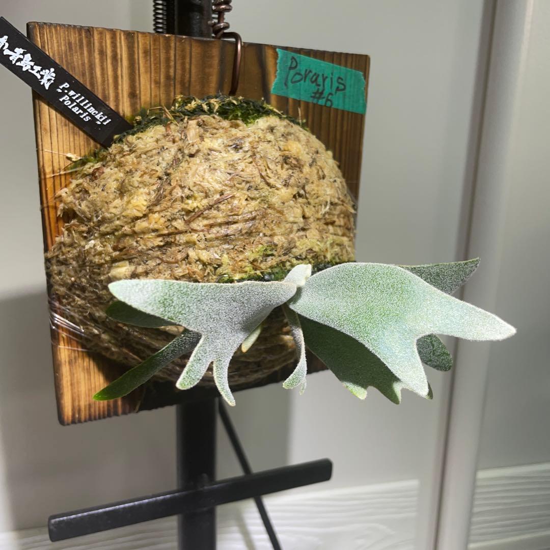 ビカクシダ P.willinckii Polaris ポラリス　子株　#6