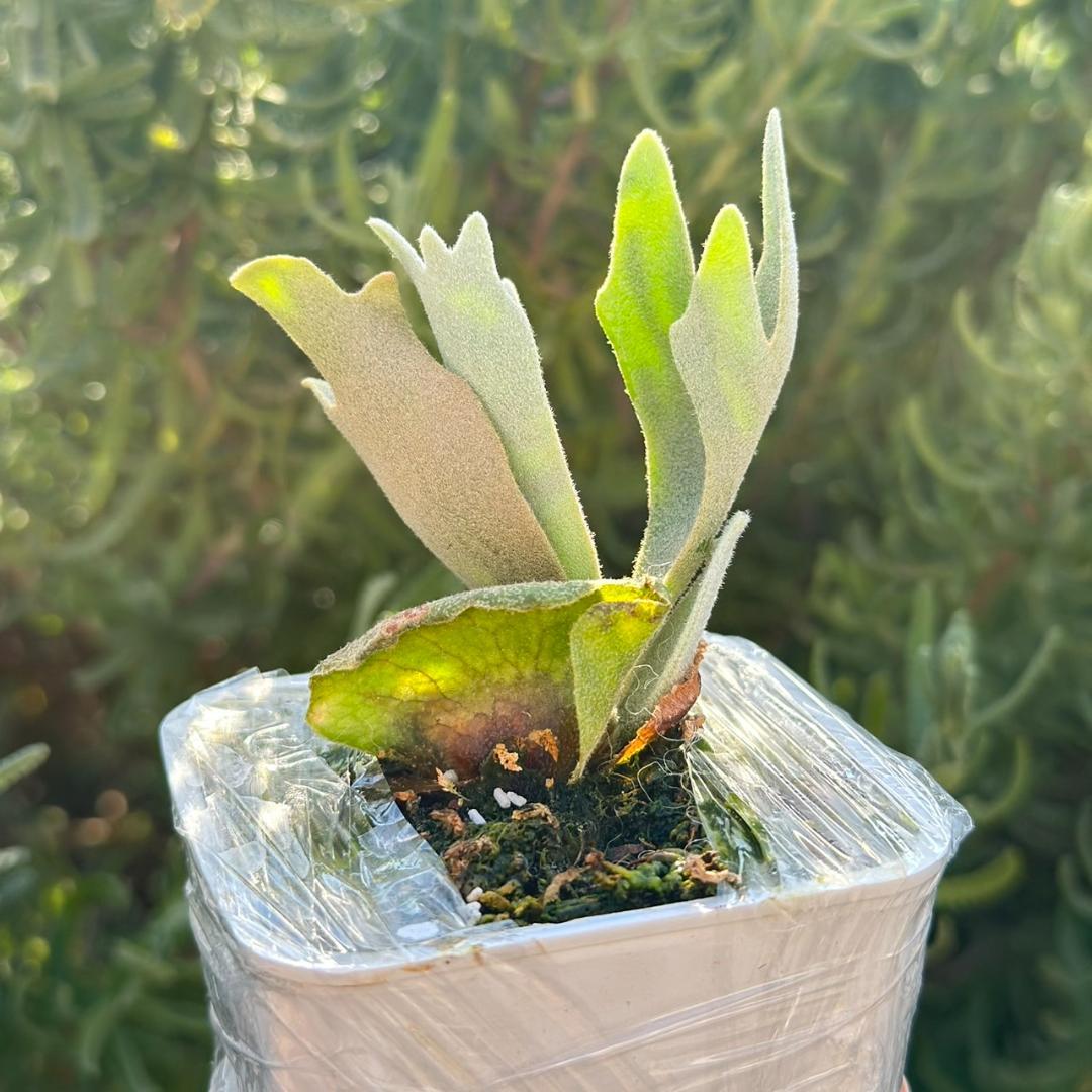 ビカクシダ P.Willinckii Tiara spore 04