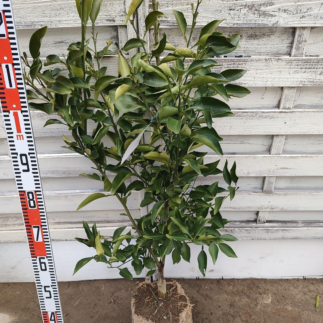 希少品種 春峰 しゅんぽう 3年生 苗木