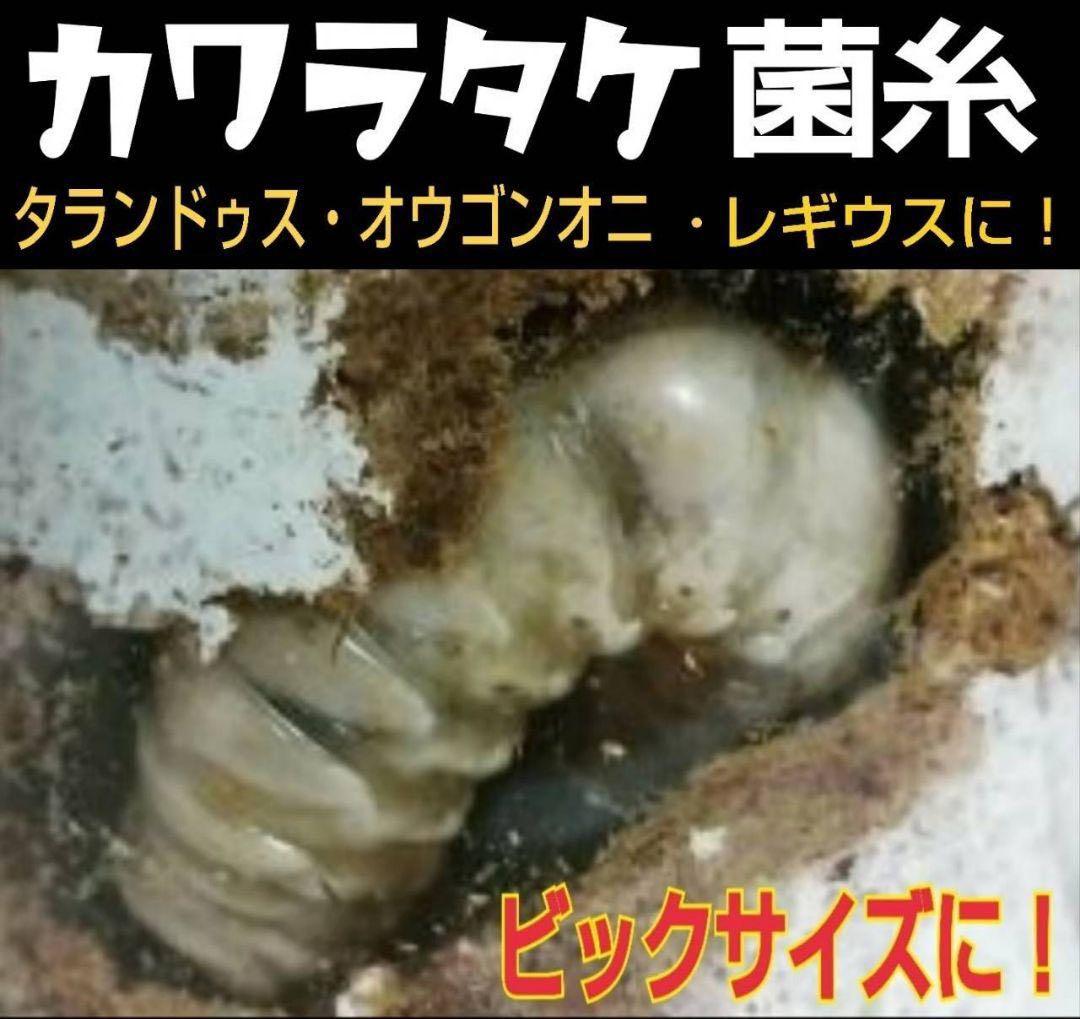 極上！カワラタケ菌糸瓶【10本】特殊アミノ酸強化配合！クワガタ幼虫全般に使えます