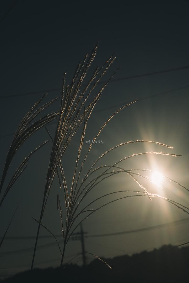 ダルマエルマー！Leica Fat Elmar 90mm F4 オールドレンズ
