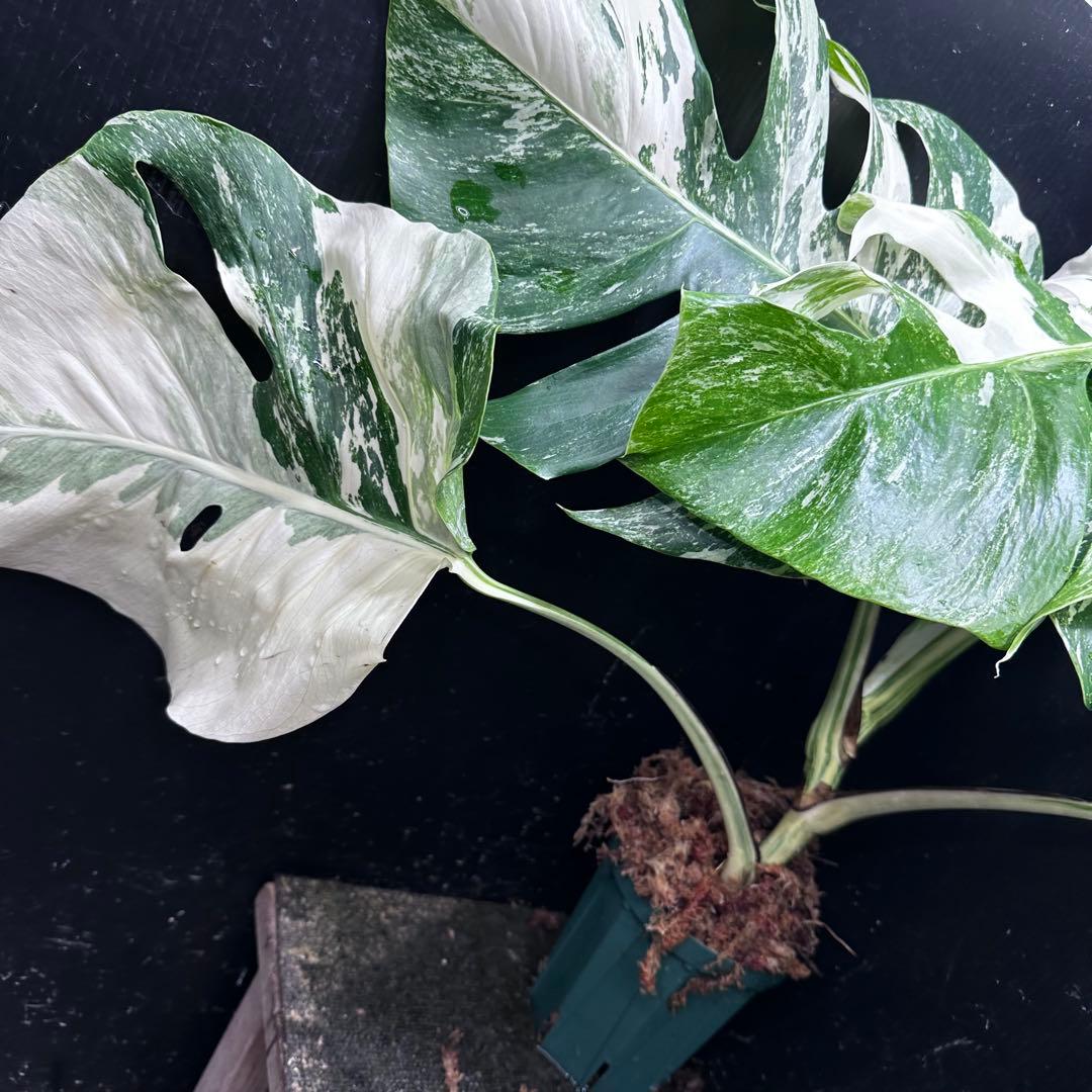 ふ*み様 斑入りモンステラ ホワイトタイガー極美大株55cm白斑多