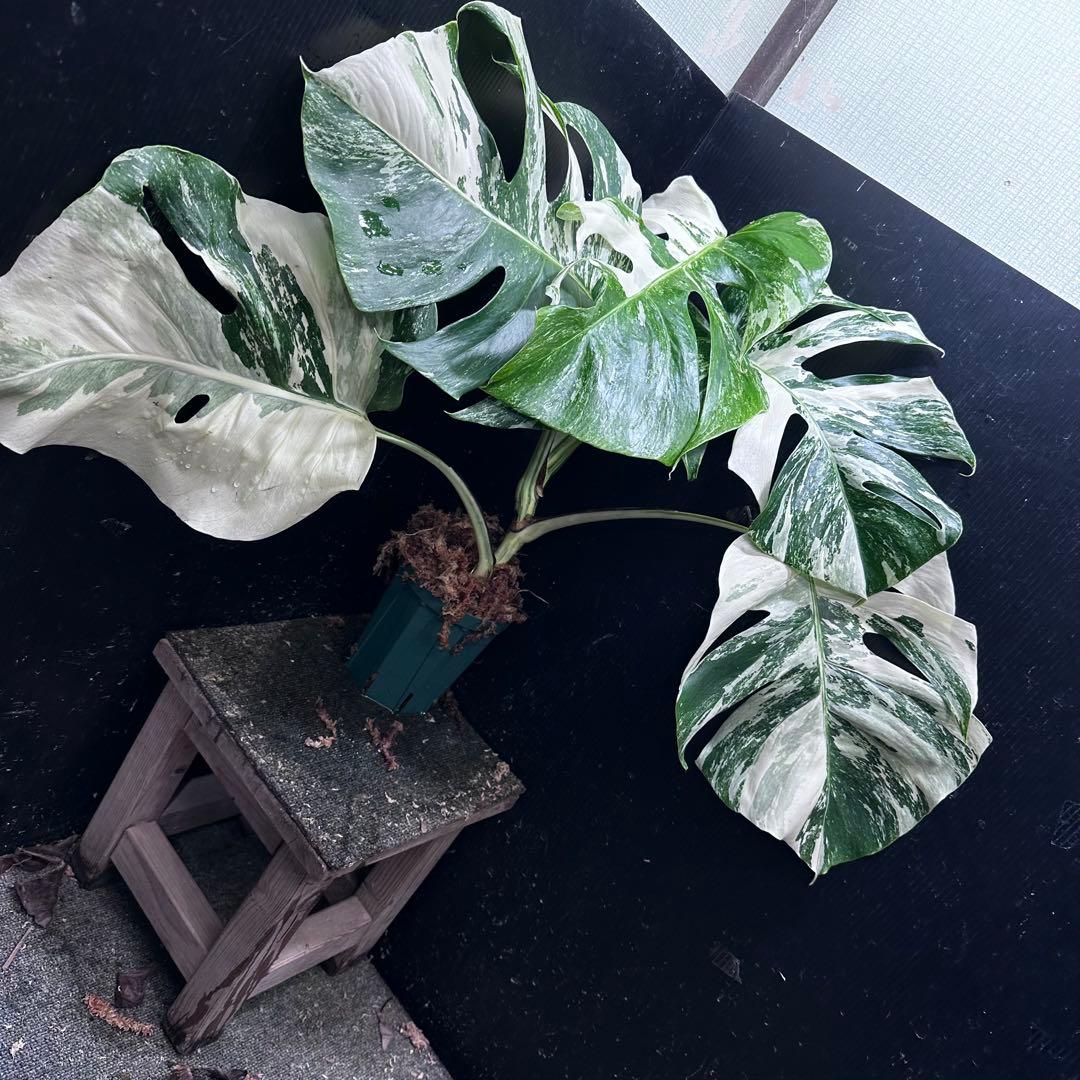 ふ*み様 斑入りモンステラ ホワイトタイガー極美大株55cm白斑多
