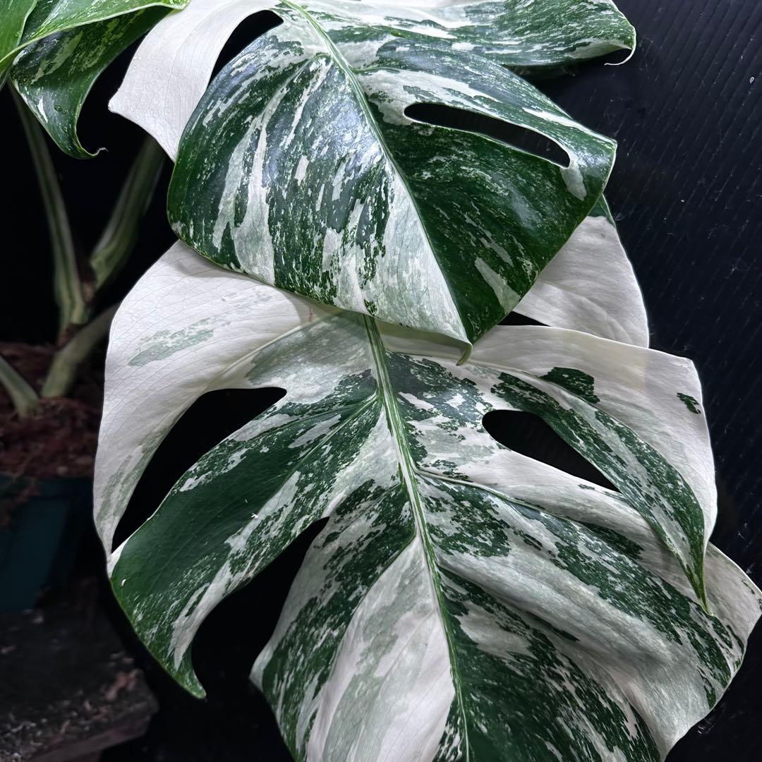 ふ*み様 斑入りモンステラ ホワイトタイガー極美大株55cm白斑多