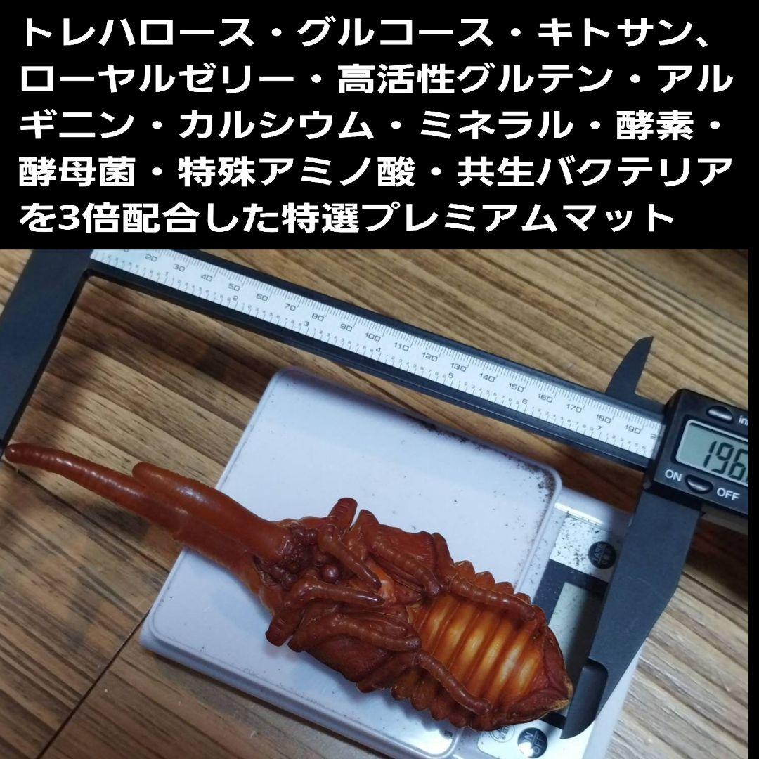カブトムシ幼虫が巨大化！プレミアム3次発酵カブトムシマット【50L】産卵にも抜群