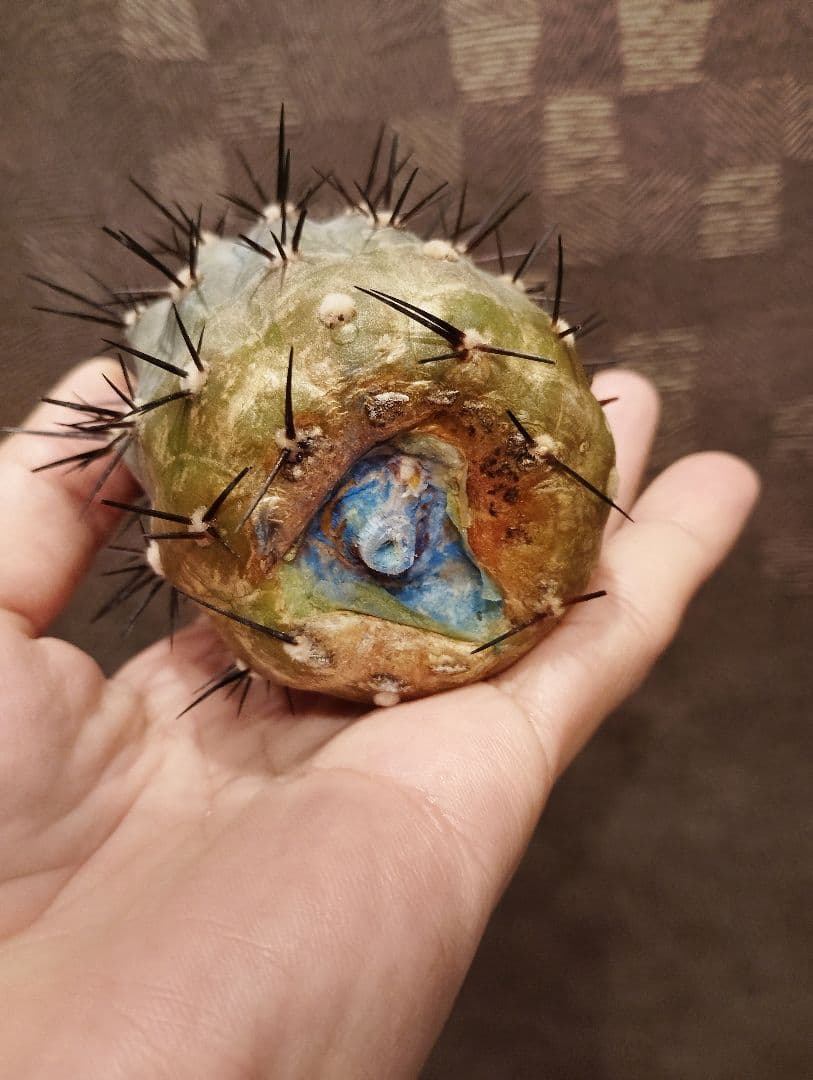 \"大株 美株\" コピアポア 黒王丸