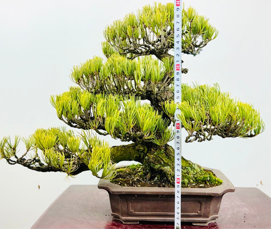 五葉松盆栽【5】