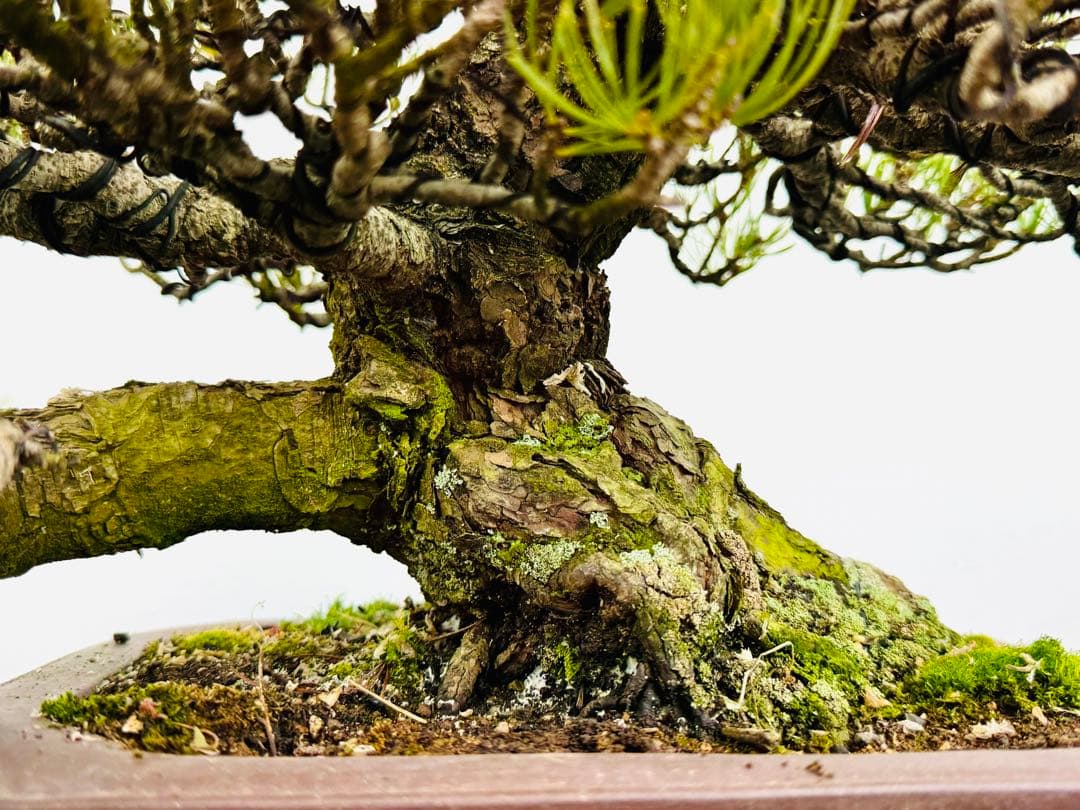 五葉松盆栽【5】