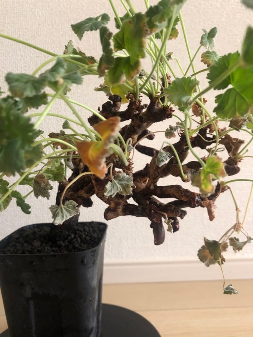 【塊根植物】ペラルゴニウムミラビレ現地株発根済み