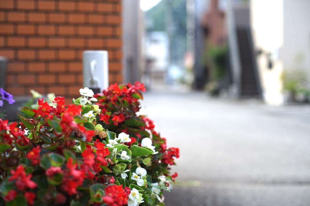 【整備済】OLYMPUS G.ZUIKO AUTO-S 50mm f/1.4