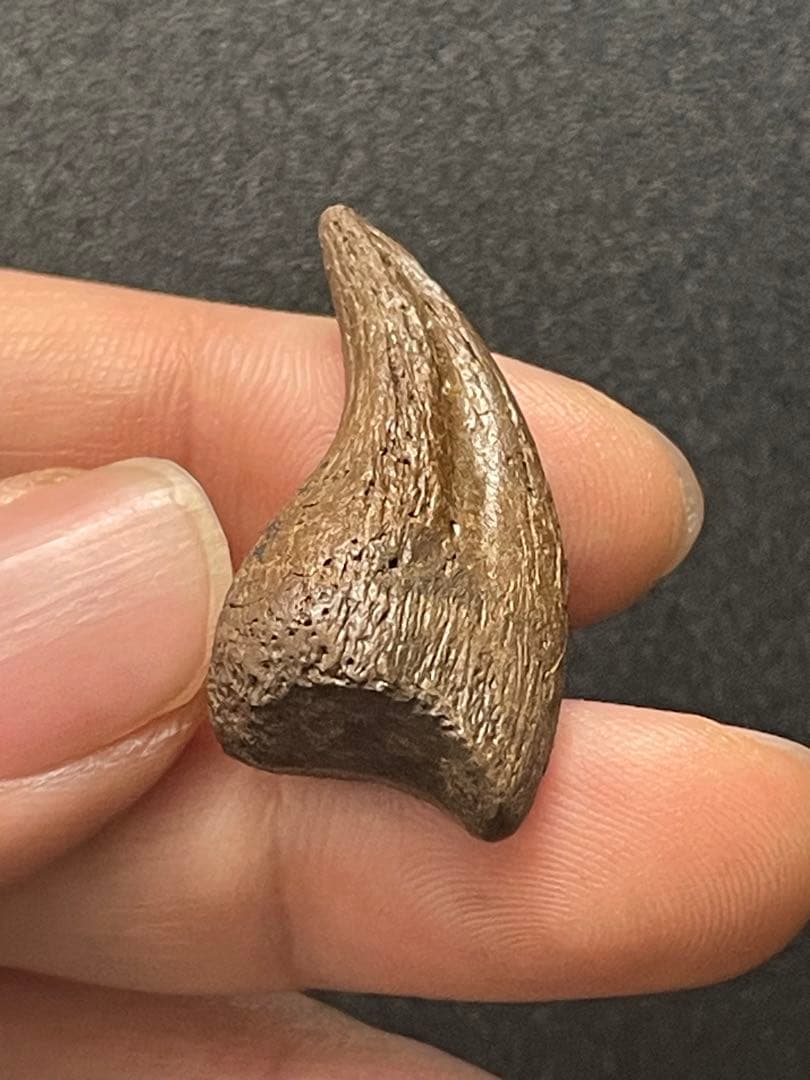 アンズ　爪化石　化石　地獄の鶏