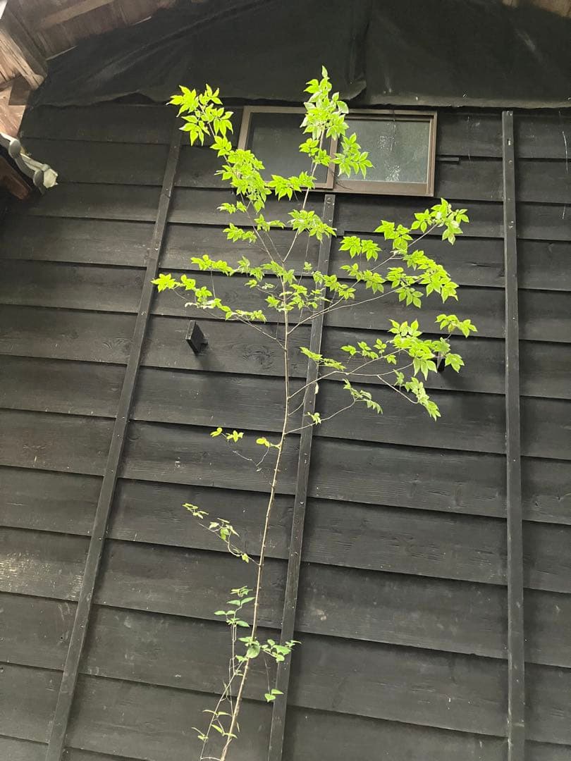 91 山採り　アオダモ　ミヤマガマズミ付き