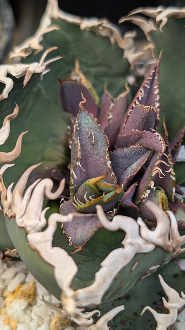 変異株【 海王最上級優良血統】\"海王\"　アガベ　チタノタ　胴切り天芽子株