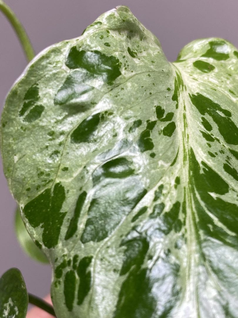 ②【セール‼️】モンステラ　デリシオーサ　バルバソー　フシギダネ/ ベトシオーサ