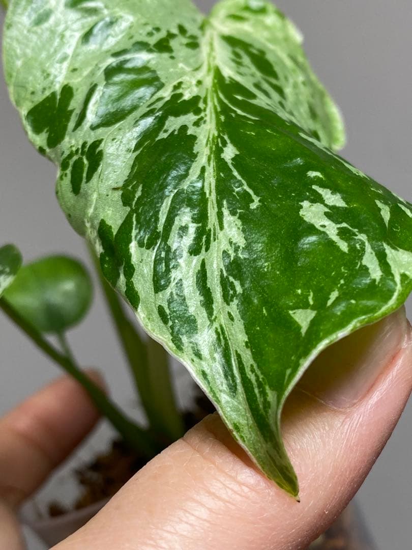 ②【セール‼️】モンステラ　デリシオーサ　バルバソー　フシギダネ/ ベトシオーサ