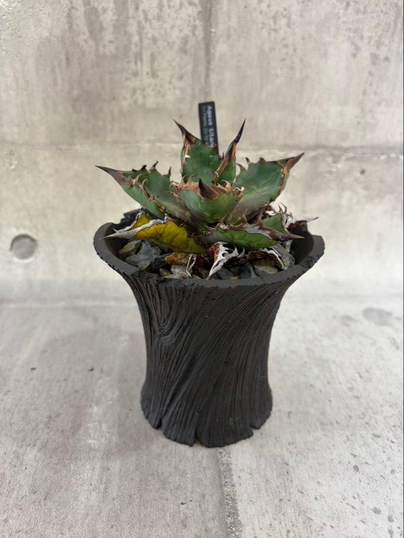 アガベ チタノタ 黒火焔 ブラックファイヤー cjplants Kikko 鉢付