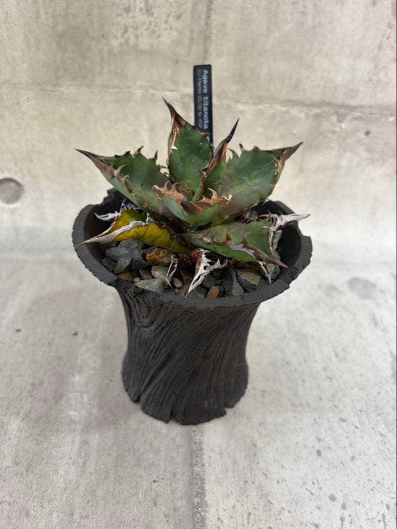 アガベ チタノタ 黒火焔 ブラックファイヤー cjplants Kikko 鉢付