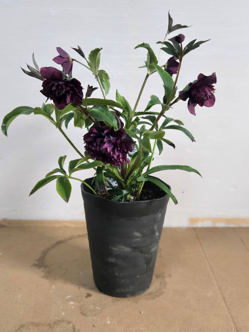 ☆広瀬園芸☆クリスマスローズ☆クレオパトラ☆5号鉢☆