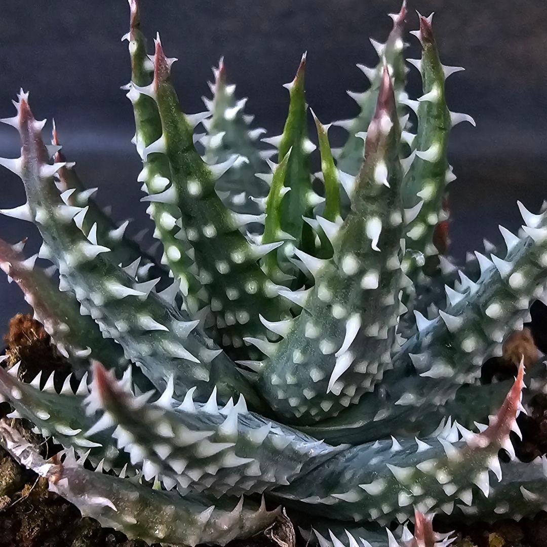 メルカリ便発送☆多肉植物 アロエ属 プラテンシス(実生選抜S5のカキコ苗)