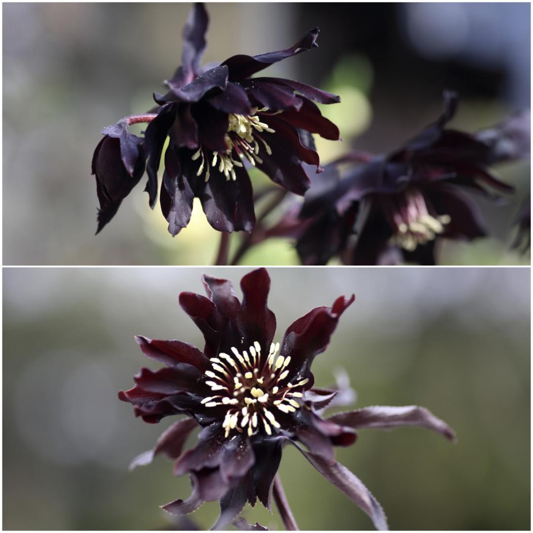 バカ息子と親バカ クリスマスローズ 開花実績株 苗 セット