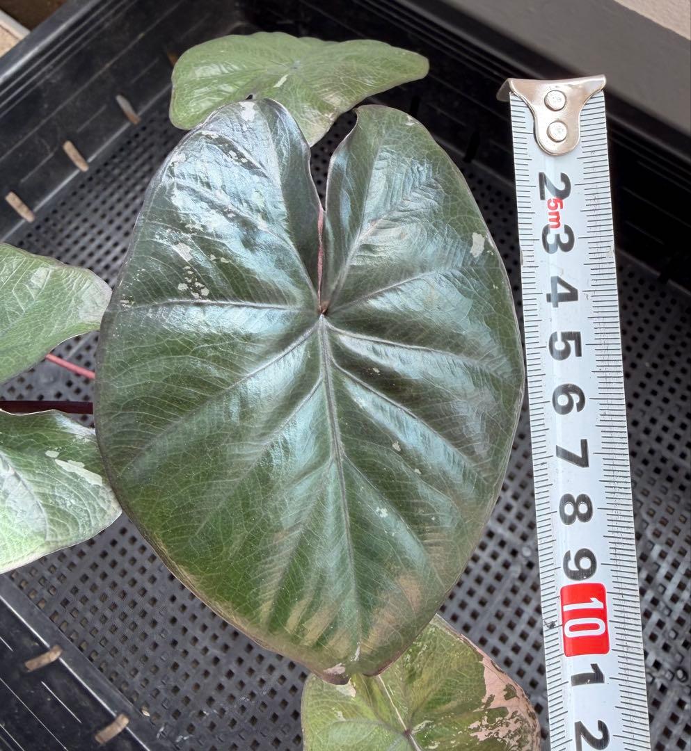 希少　アロカシア ピンクセレンディピティ 斑入り　鉢ごとメルカリ便