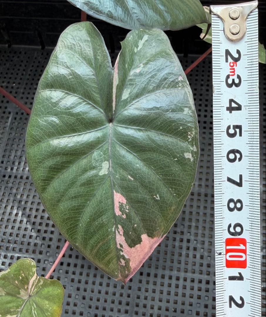 希少　アロカシア ピンクセレンディピティ 斑入り　鉢ごとメルカリ便