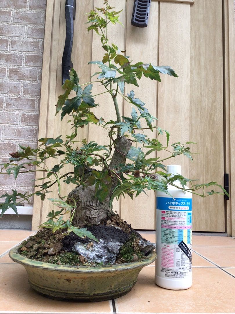山モミジ盆栽