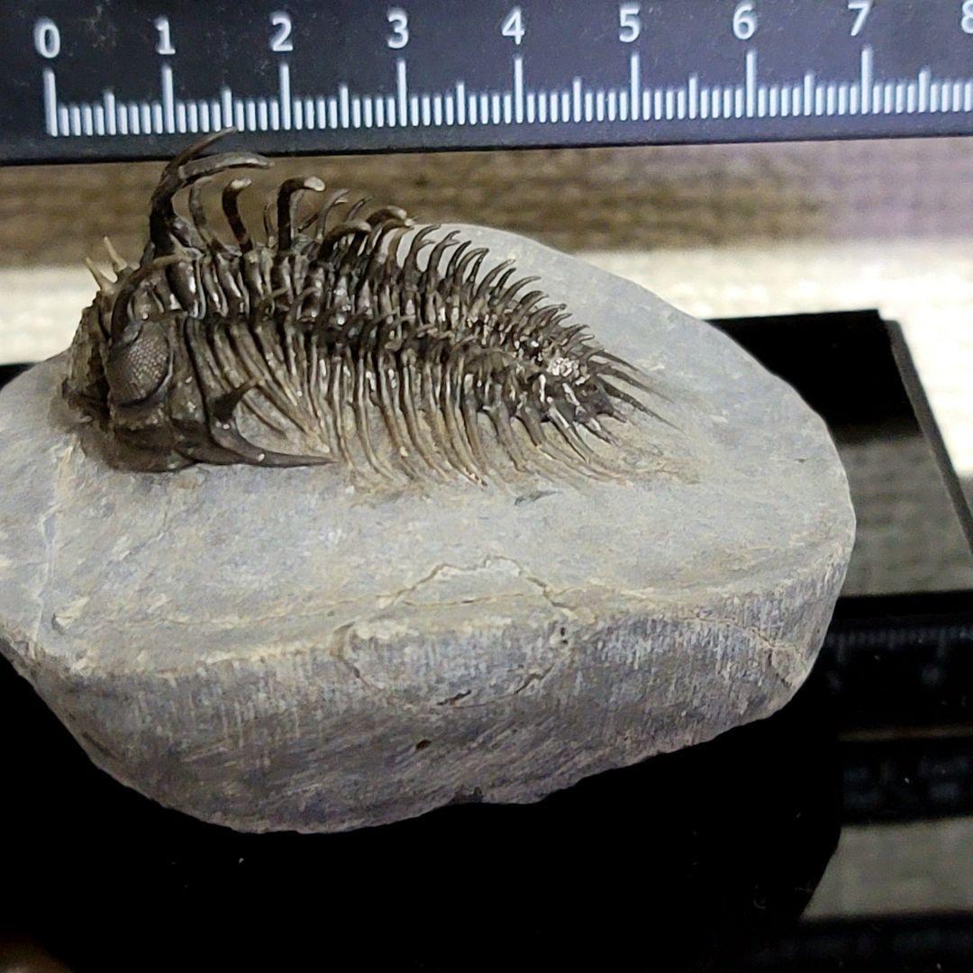 超棘棘！【Comura bultyncki】三葉虫 化石標本★trilobite