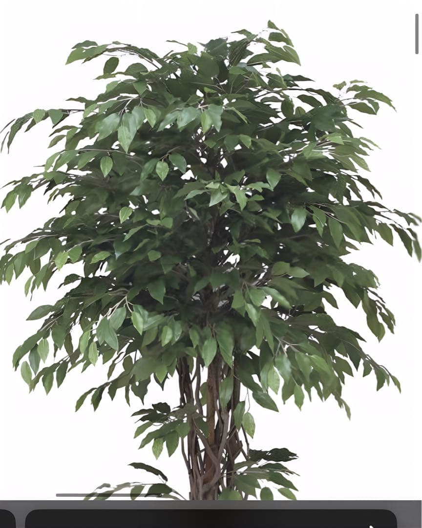 光触媒　人工観葉植物　フェイクグリーン　ベンジャミンリアナ1.8