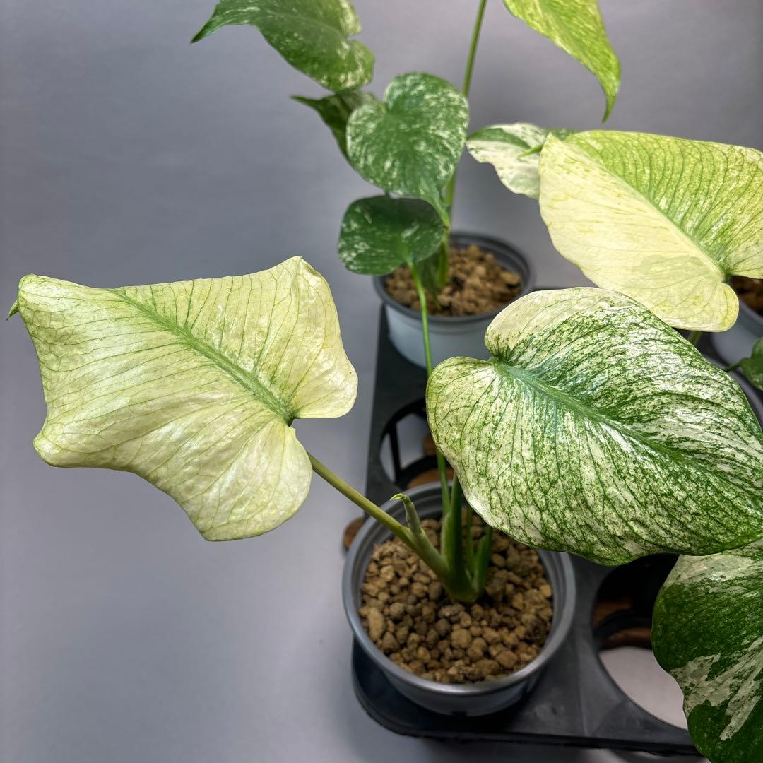 Z*O様 5株セットms15【特別選抜】ホワイトモンスター／天津蘭 モンステラ斑