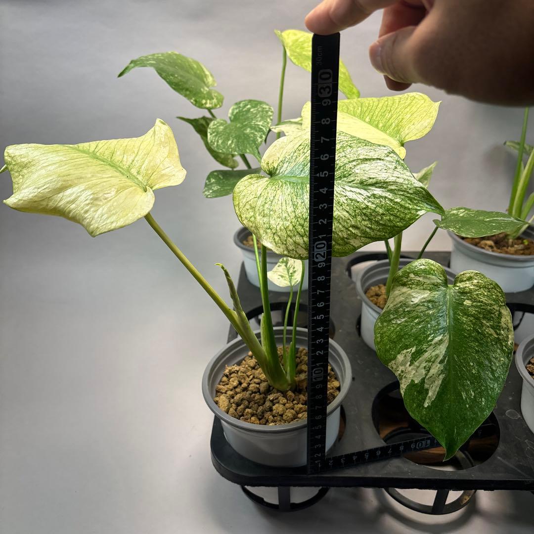 Z*O様 5株セットms15【特別選抜】ホワイトモンスター／天津蘭 モンステラ斑