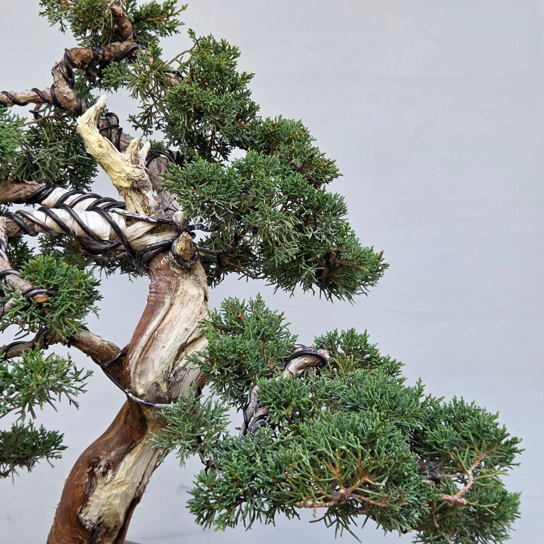 真柏　[模様木]　大品盆栽