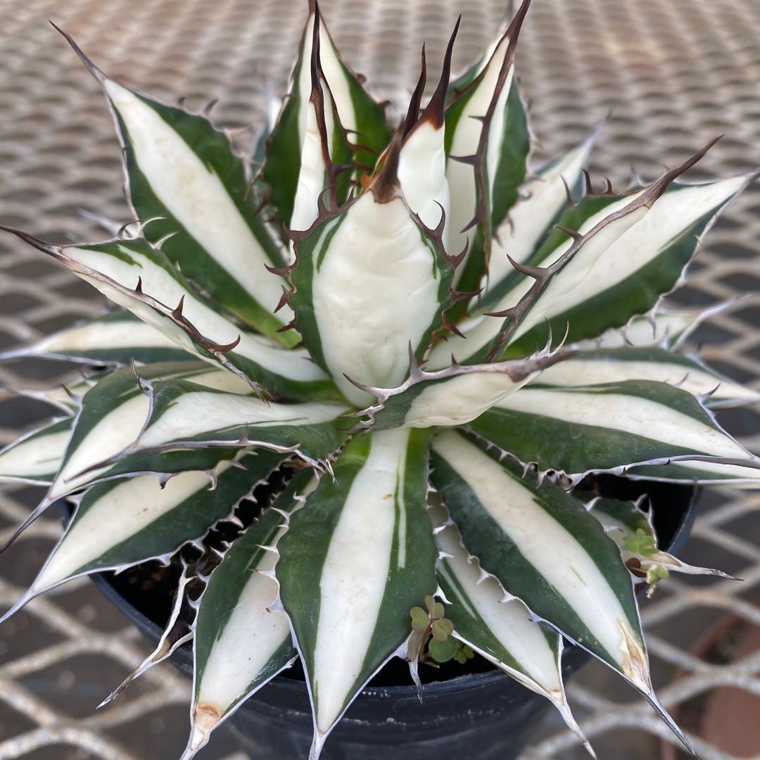 アガベ　ホリダ白中斑入　極上