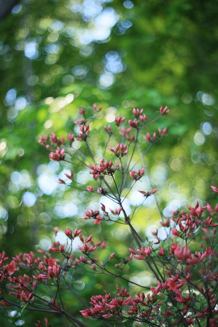 Super-Takumar 55mm F1.8 前期型 S/N：1087713