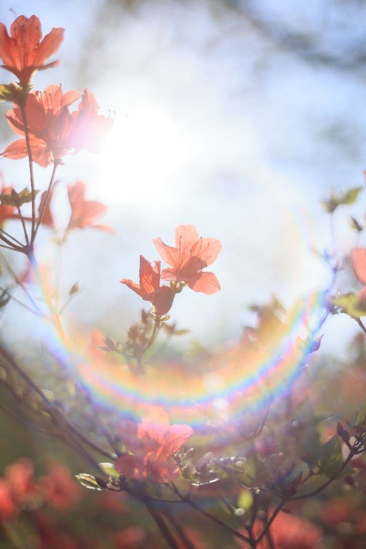 Super-Takumar 55mm F1.8 前期型 S/N：1087713