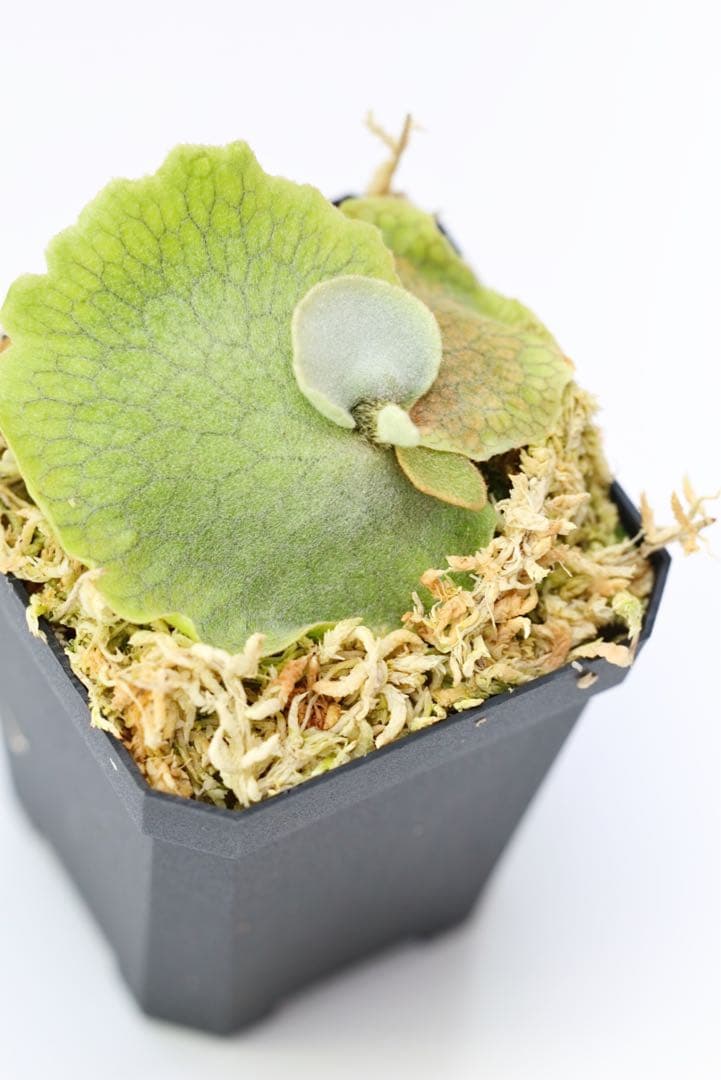 ビカクシダ P.willinckii \"Spur\" OC