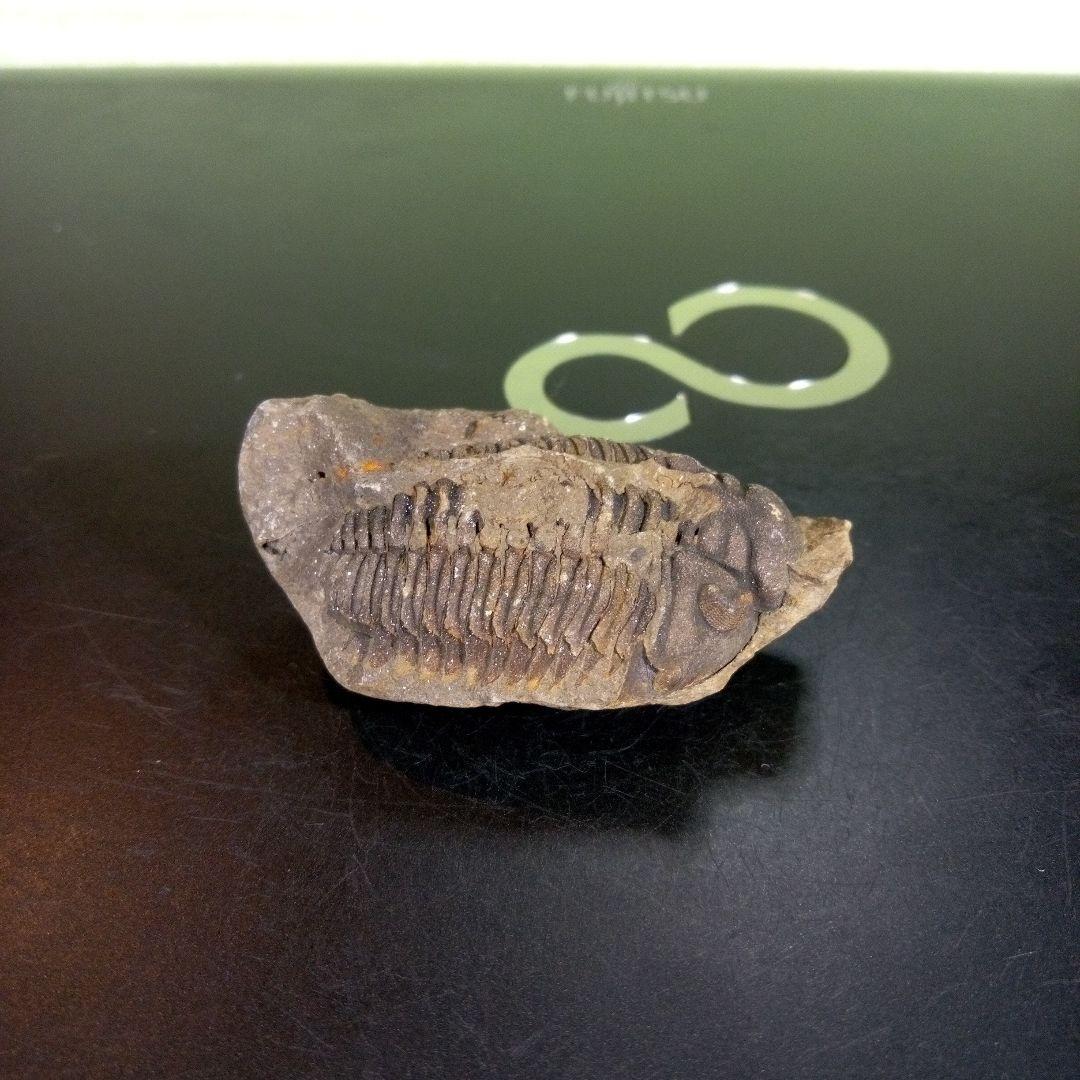 三葉虫　化石　fossil　ボリビア産　trilobite　ノジュール判別①