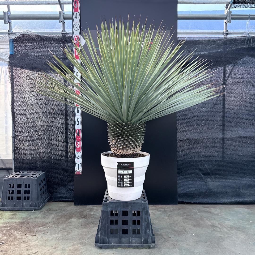 【AL-F1195】ユッカ　ロストラータ　超美形　超極太　シルバーブルー